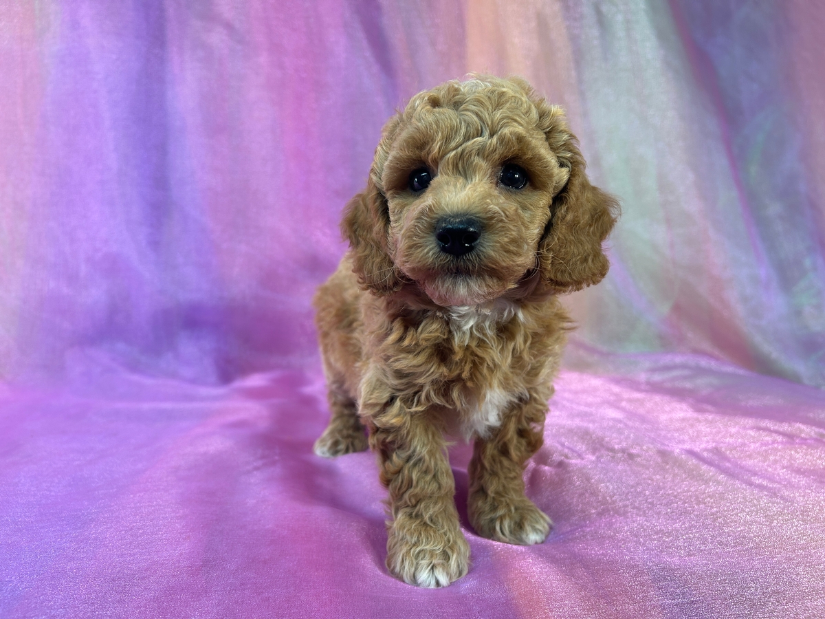 Male Bichon Poodle Puppy for Sale DOB 5-9-2025 $950